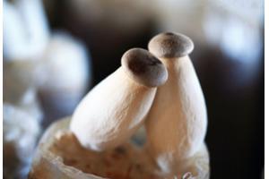 【杏鮑菇】美味營養的菌類——杏鮑菇
