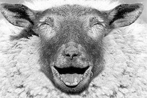 【綿羊】小綿羊蘊含大營養——綿羊