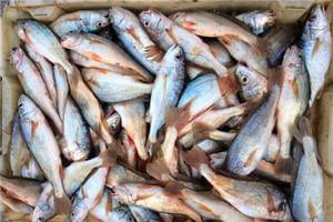 【黃姑魚】會發出聲音的魚——黃姑魚
